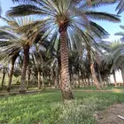 نخيل طوال