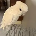 ببغاء