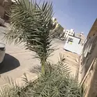 نخل فحل للبيع