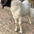تيس بورقي ثنى مشروط