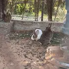 ارانب بلدية