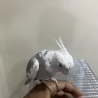 كروان ذكر