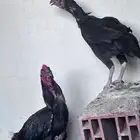 ديك ودجاجه