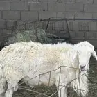فحل مشرروط ضراب حار وهادي