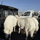 رخال مقنوي صنف