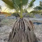 نخل واشنطن