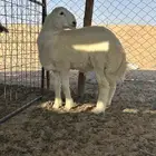 خروف حري مشروع فحل