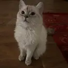 قطة همالايا للتبني