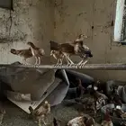 دجاج بلدي