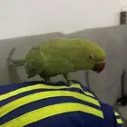بغبغا دره اليفه للبيع انثي