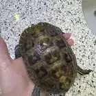 سلحفاة برمائية أنثى