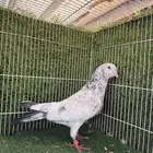 حمام باكستاني ذكر قولدن زيراء