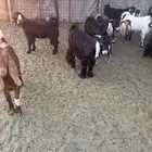 تيوس وجفار للبيع