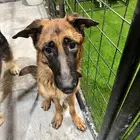 Workline 1 year old female German shepherd