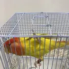 طير للبيع روز اليف