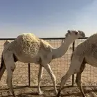4قعدان العمر من7الى8 الرقم  050 487 4117