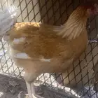 دجاجه تركيه للبيع اقبل بدل