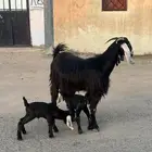 عنز رباع معها جفرات وحليب وافر شرط