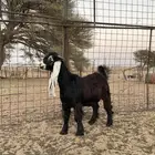 جفرات عوارض