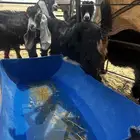 للبيع جفار العداد 6 وتيوس العداد 8 للي يبي مقنوي كفو
