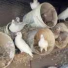 حمام للبيع العدد مفتوح