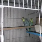 ازواج طيور للبيع على الشرط