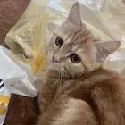 قطة شيرازية عمرها 4 أشهر للتبني