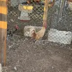 للبيع ديك لوهمان العمر سنه