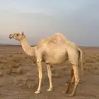 للبيع ناقه وضحى لقحه