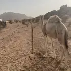 قعود سمين ونظيف توه معزول من امه