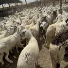 سواكني ابيض  مربى شبيه الحري