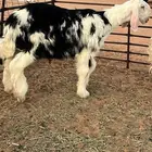 خروف نجدي مشروع فحل