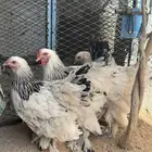 دجاج براهما