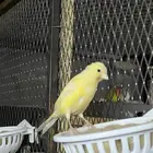ذكر كناري للبيع حار