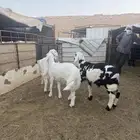 خرفان للبيع