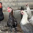 دجاج بشاير
