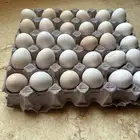 طبق بيض عرب