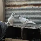 حمام فرنسي  سلفر  بكستاني