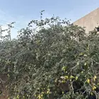 ورق سدر