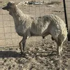 طلي جذع سواكني مع حري