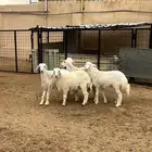 رخال للبيع. تم البيع