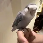 روز اليف يطلع على اليد