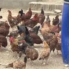 دجاج فرنسي للبيع