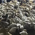 صوص بلدي وفيومي والمنيوم