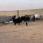 معزاء ولد عدد 10 معها 17