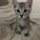 قطط تبني
