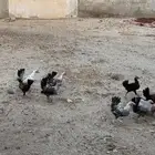 دجاج بلدي العدد 60 ونضيف