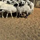 رفيد مهجين بنجدي وحري