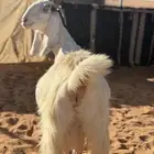 عنز مصريه حاصب طيبه