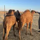 ثلاث قعدان للبيع